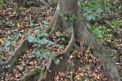 Elaeocarpus munronii